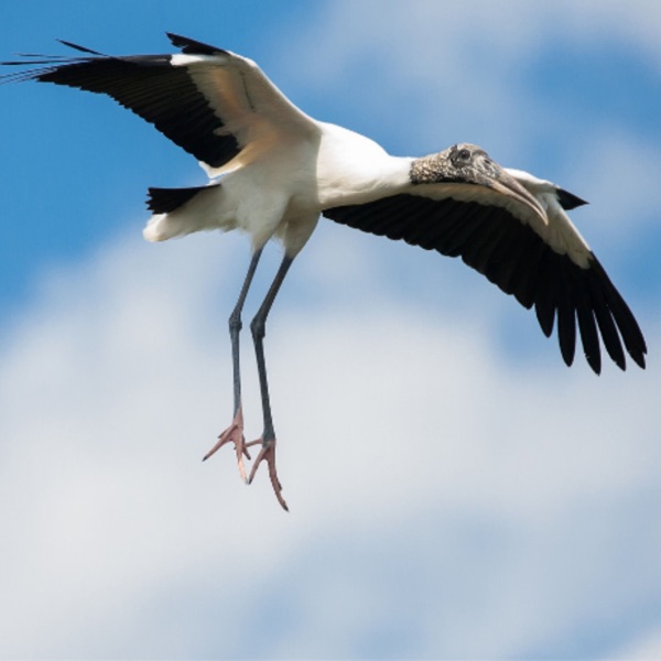 Keeping Wood Storks on the Road to Recovery photo