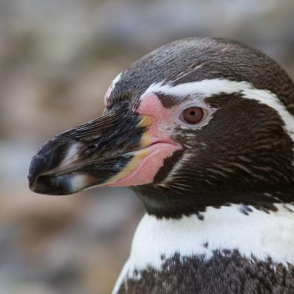 Do Penguins Blush? photo