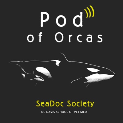 Pod of Orcas Pod of Orcas