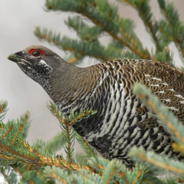 Spruce Grouse – Perfect for the Boreal Forest photo