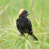 Bobolinks: Birds of Grasslands