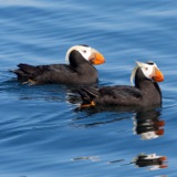 Glimpsing the Future Through Washington's Puffins