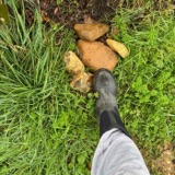 Stone Clearing Chapter 184