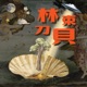 林束刀貝的非主流之家