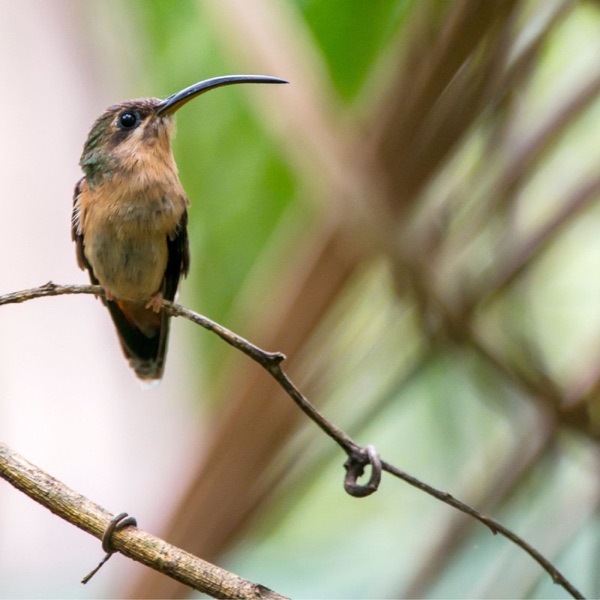 Different Beaks, Different Foods photo