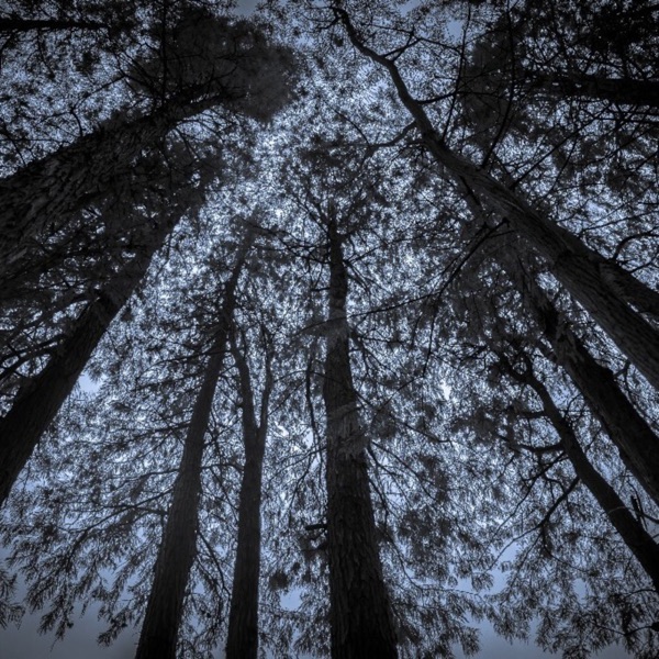 黑森林|经典武侠|多人有声剧|多播