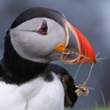 Puffin Bills Glow