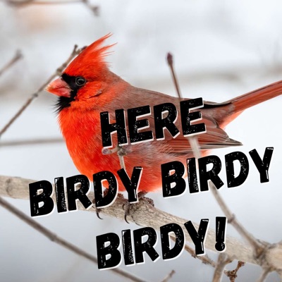 Here birdy birdy birdy!
