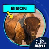 Bison