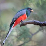 Searching for Trogons in the Sycamore Trees