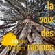 La voix des racines