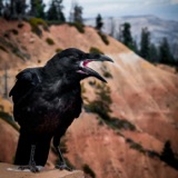 No Caws For Alarm: Exploring the Spiritual and Metaphysical Side of Crows and Ravens