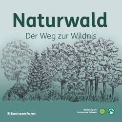 Naturwald - Der Weg zur Wildnis