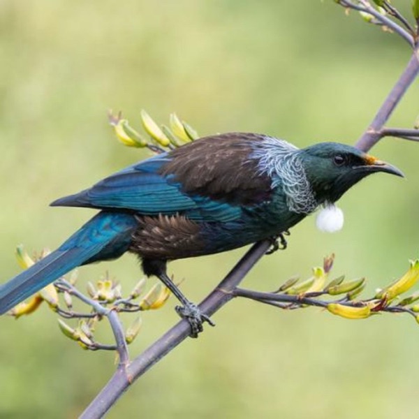 The Tui of New Zealand photo