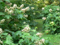 Master Gardener's Hour
