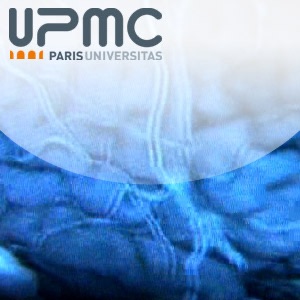 Les neurosciences : un domaine d’expertise à l’UPMC:UPMC