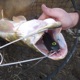 Fat A.Z. Musky Podcast