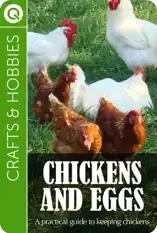 Crafts & Hobbies : Chickens and Eggs