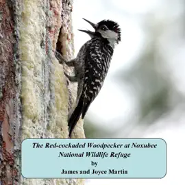 Read: The Red-Cockaded Woodpecker Book at Noxubee National Wildlife Refuge