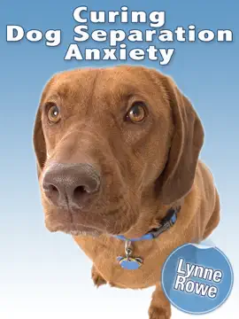 Curing Dog Separation Anxiety