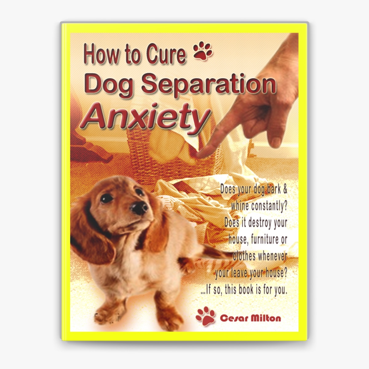 Separation Anxiety My Dog Barks So Much Separation Anxiety What To