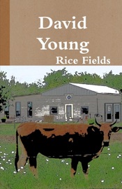 Rice Fields