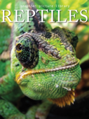Reptiles - Snapshot Picture Library
