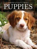 Puppies - Snapshot Picture Library