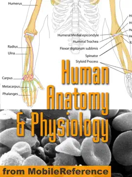 Human Anatomy and Physiology Study Guide
