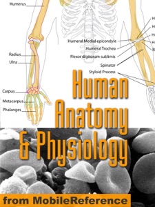 Human Anatomy and Physiology Study Guide