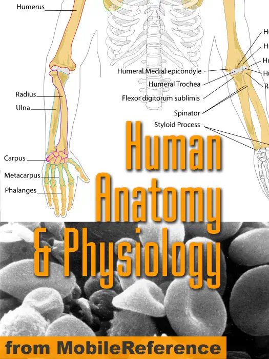 Human Anatomy and Physiology Study Guide