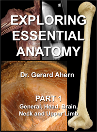 Exploring Essential Anatomy: Part 1