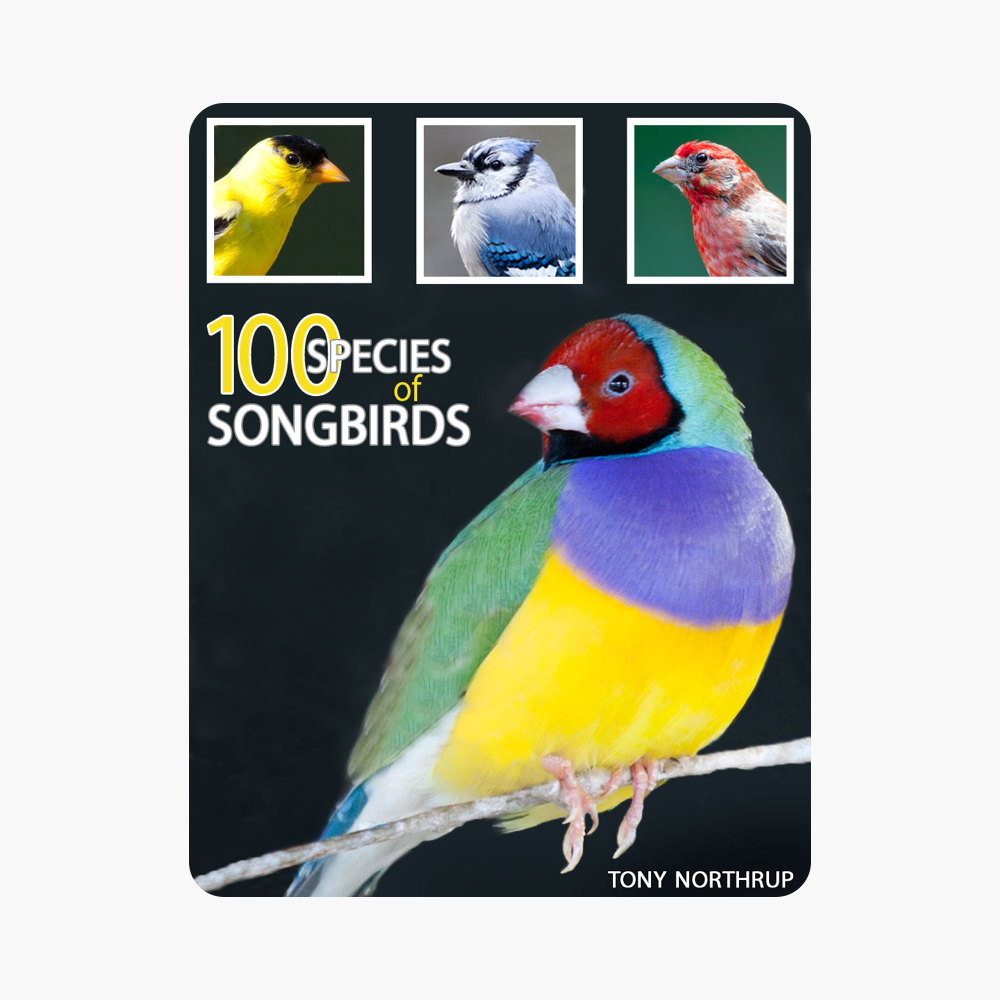 ‎100 Species of Songbirds: A Picture Book for Bird Watchers and Lovers