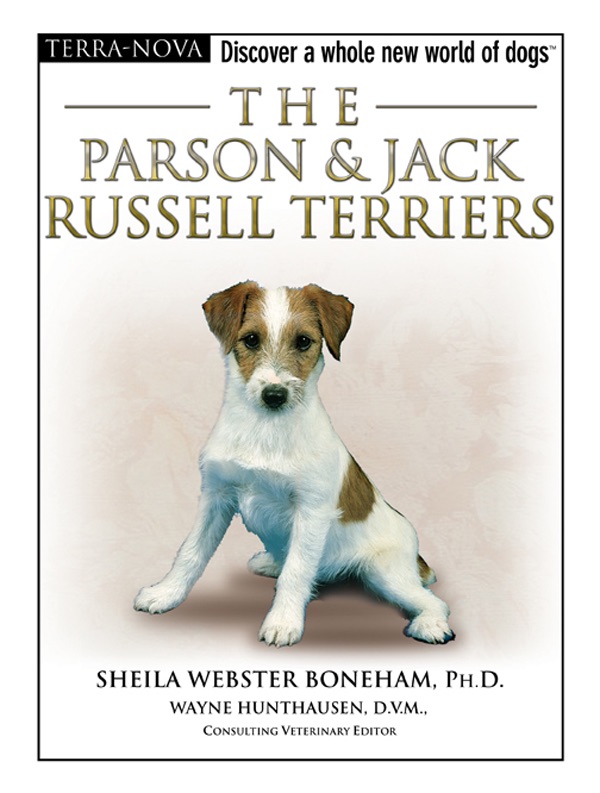 The Parson Russell Terrier