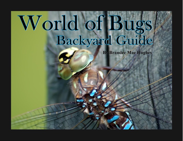 World of Bugs (Read Aloud)