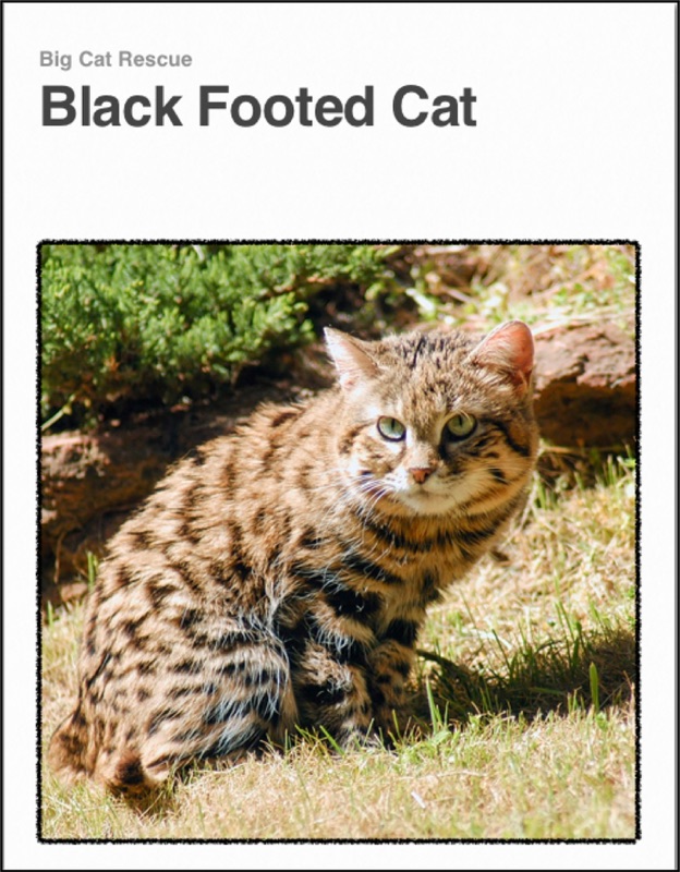 Black Footed Cat