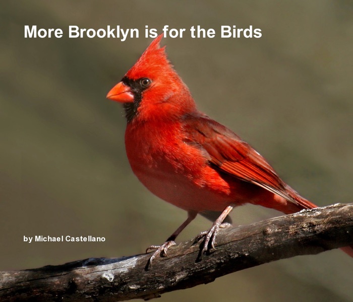 More Brooklyn is for the Birds