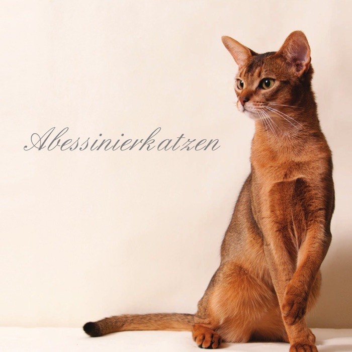 Abessinierkatzen