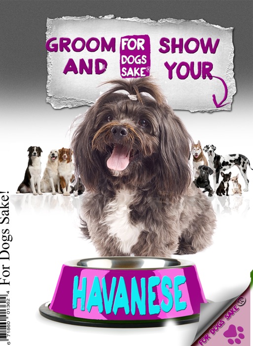Grooming and Showing Your Havanese Dog