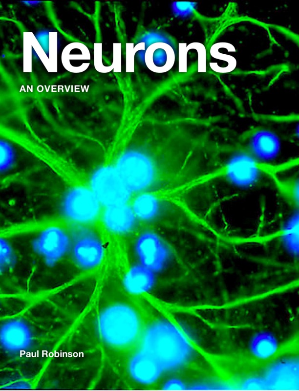 Neurons