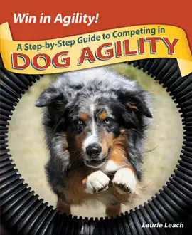 The Intermediate's Guide to Dog Agility