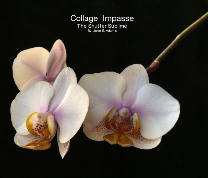 Collage Impasse: The Shutter Sublime