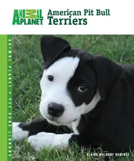 American Pit Bull Terriers