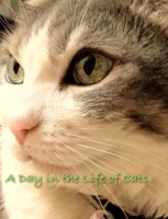 A Day In the Life of Cats