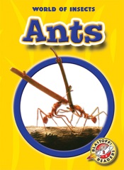 Ants