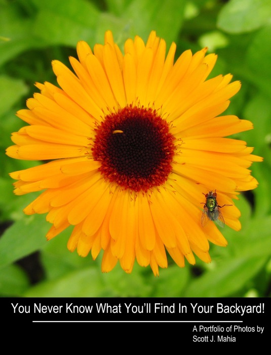 You Never Know What You'll Find In Your Backyard!