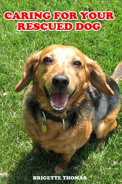 Caring For Your Rescued Dog