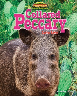 Collared Peccary by Stephen Person
