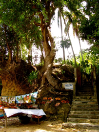 Haiti Perle des Antilles