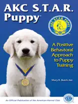 AKC Star Puppy